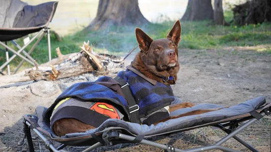 Deluxe Folding Pet Camp Bed, 60 x 60cm Removable Washable Cover, 60KG Rating