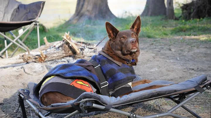 Deluxe Folding Pet Camp Bed, 60 x 60cm Removable Washable Cover, 60KG Rating