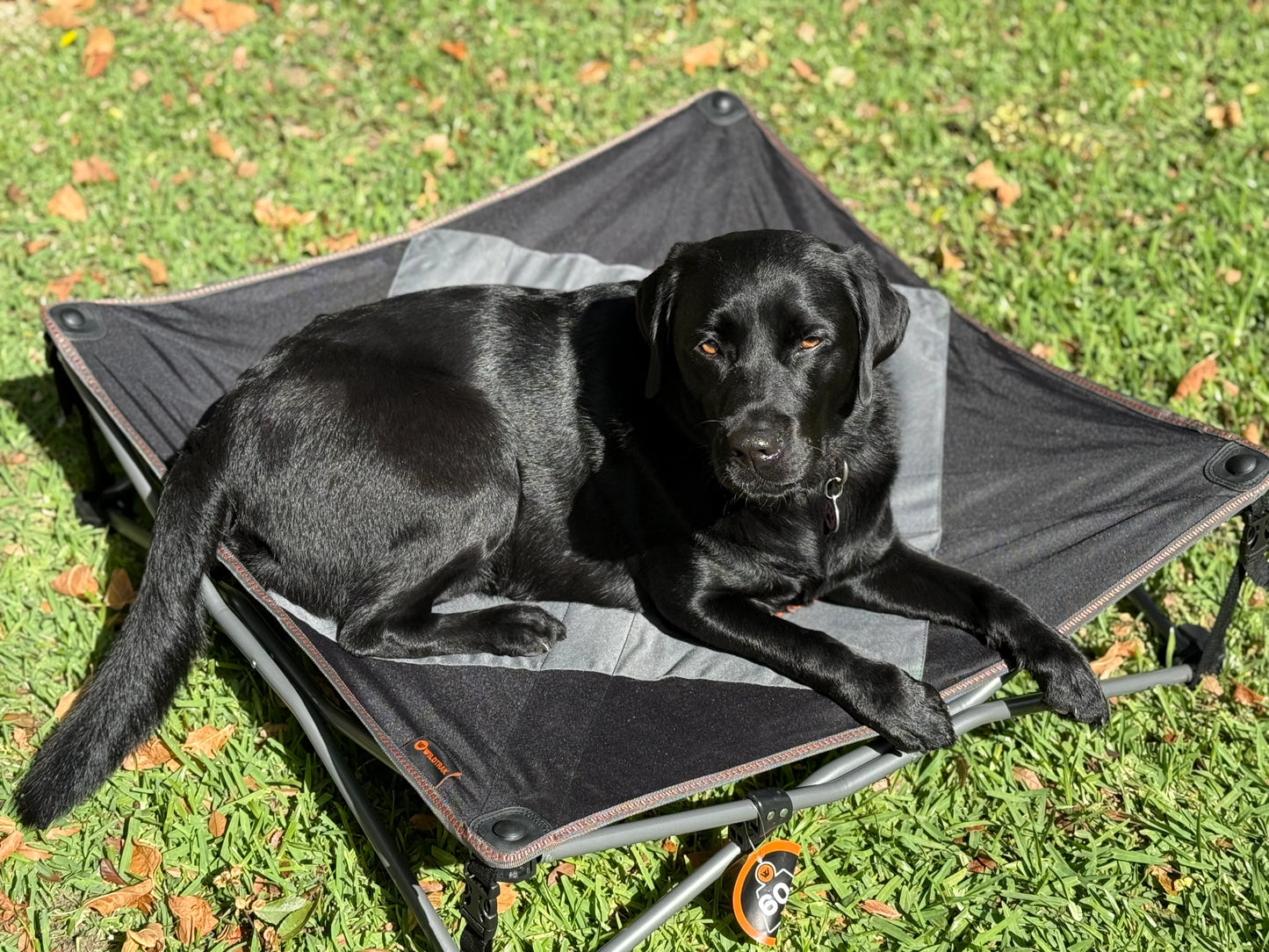 Deluxe XL Pet Camp Bed, 95 x 95cm, Removable Washable Cover, 80kg Rating.